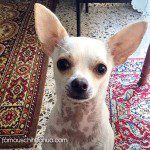 valentin chihuahua famous