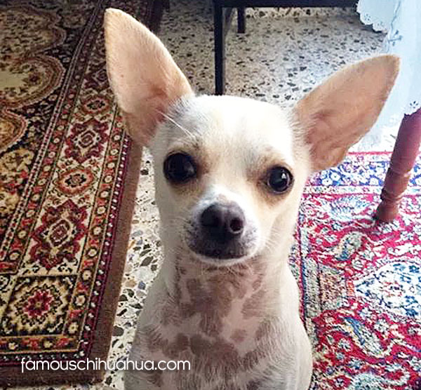valentin-chihuahua-famous