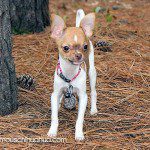 benjamin button chihuahua