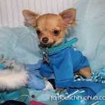 chino famous chihuahua