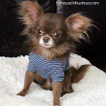 fiorino famous chihuahua