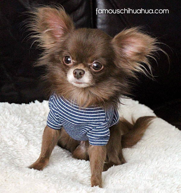 chocolate long haired chihuahua