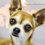 kylie famous chihuahua