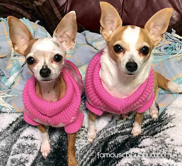 teacup chihuahuas