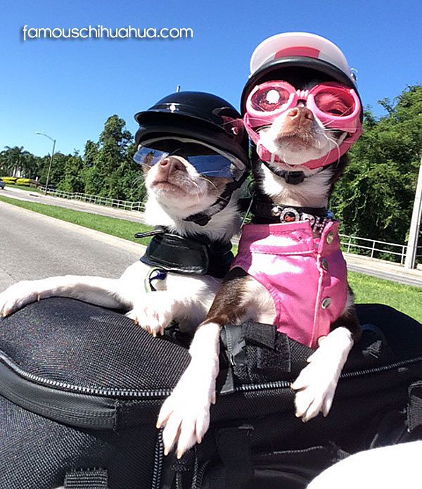 motorcycle biker chihuahuas