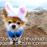 chihuahua easter contest