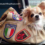 famous travel chihuahua