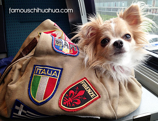 famous travel chihuahua