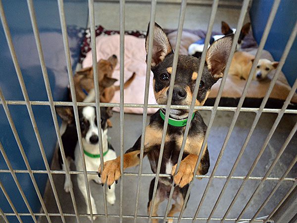 pet store chihuahua puppies