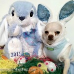easter bunny chihuahua