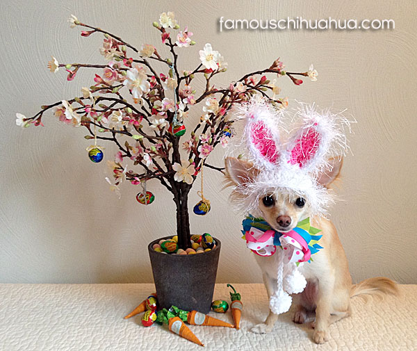 chihuahua easter bunny