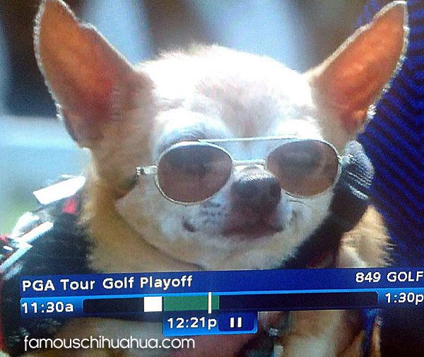 golf chihuahua