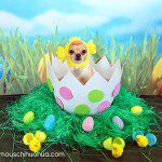 fidel chihuahua easterpicture