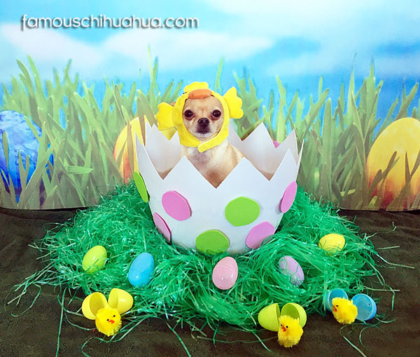 easter chihuahua chick in egg