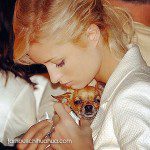 paris hilton tinkerbell chihuahua