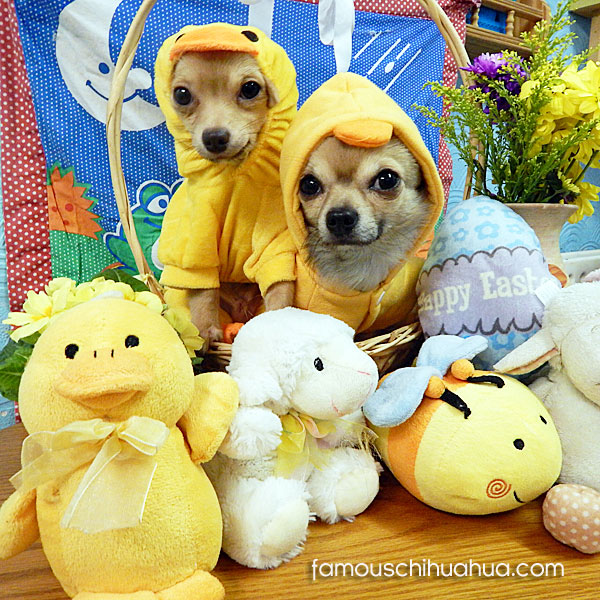 chihuahuas dressed for easter