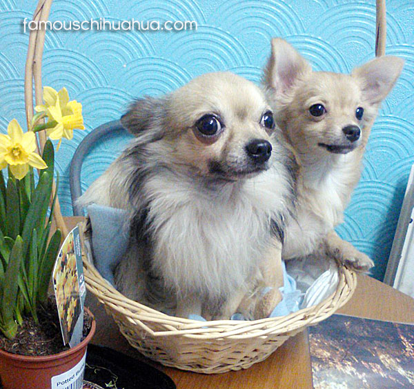 long haired chihuahuas