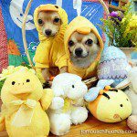 smokey timmy easterpicture