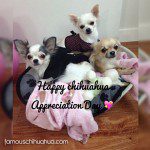 3chis chihuahua appreciation day