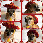 chiclet sombrero picture contest