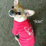 fidel famous chihuahua model