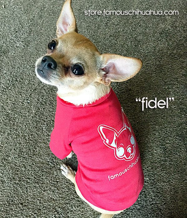 fidel-famous-chihuahua-model