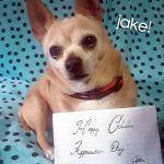 jake chihuahua appreciation day