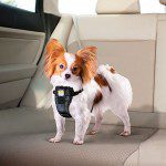 kurgo dog seatbelt