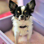 mia famous chihuahua