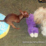 peewee chihuahua playing