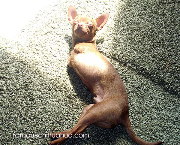 chihuahua sunbathing