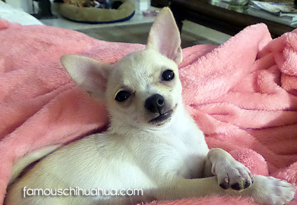 Full Grown Apple Head Chihuahua Black - Bleumoonproductions