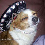 tequila chihuahua sombrero