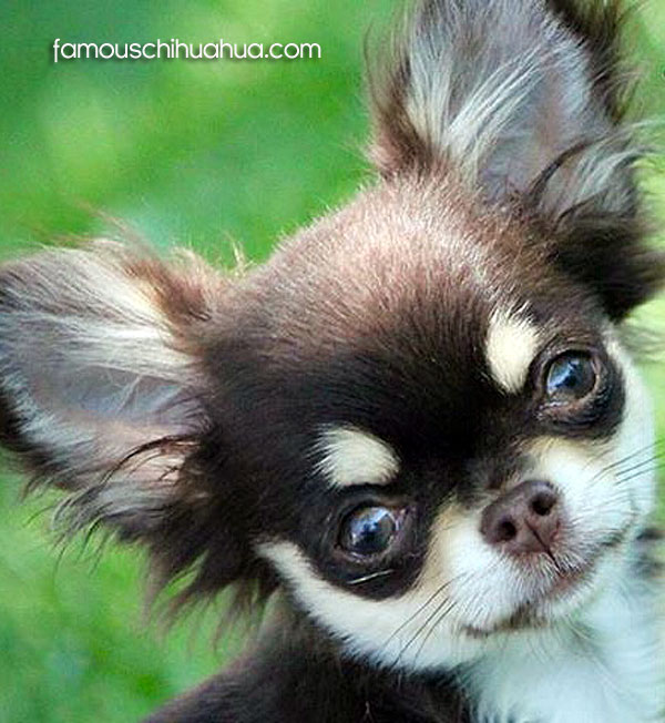 long haired teacup chihuahua