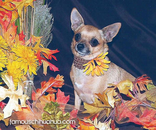 lucy ball famous applehead chihuahua