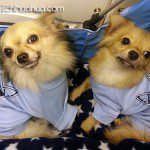 smokey timmy famous chis1