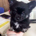 yoshi famous chihuahua