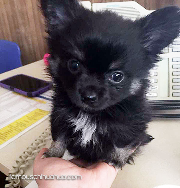 black long haired chihuahua puppy