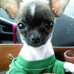 tank famous chihuahua