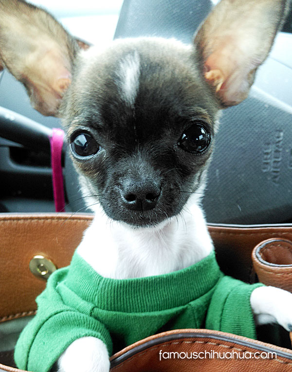 meet tank, an adorable chihuahua pup with a huge