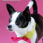 angel cutest chihuahua