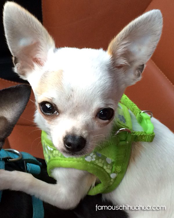 white applehead chihuahua puppy