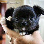 casino cutest chihuahua