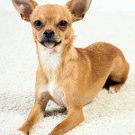 cruz cutest chihuahua