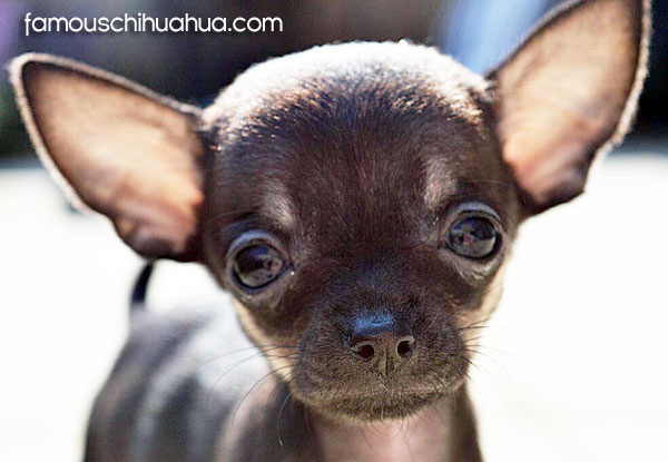 worlds cutest chihuahua