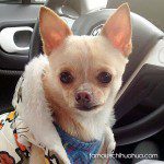gato cutest chihuahua