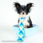 lee cutest chihuahua