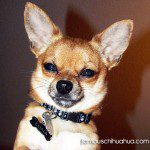 luna cutest chihuahua