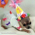 misty blue cutest chihuahua