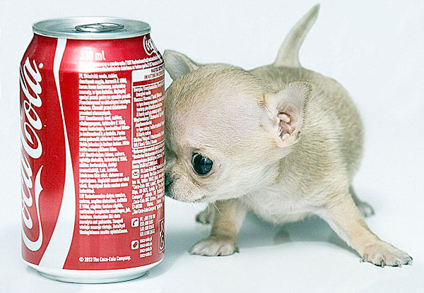 world's smallest dog chihuahua